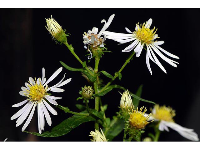 Symphyotrichum novi-belgii var. novi-belgii (New york aster) #74569