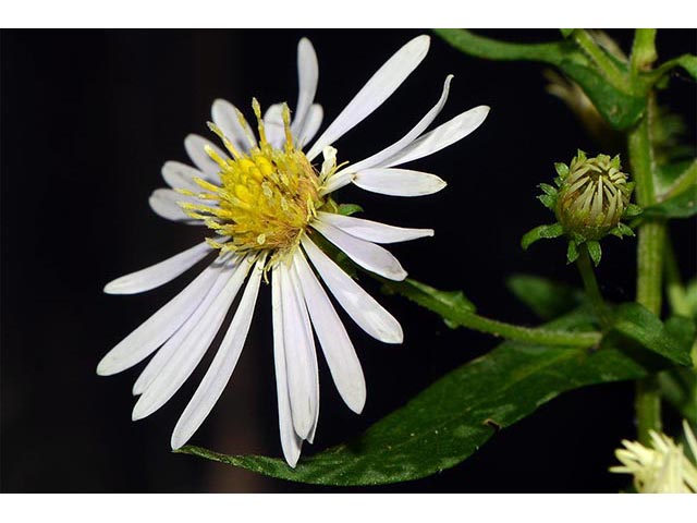 Symphyotrichum novi-belgii var. novi-belgii (New york aster) #74571