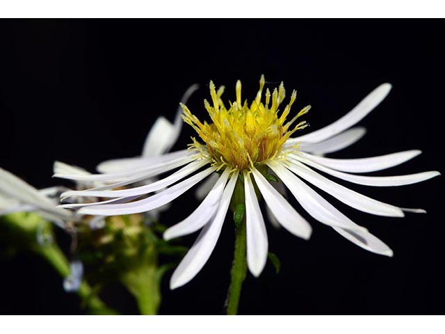 Symphyotrichum novi-belgii var. novi-belgii (New york aster) #74574