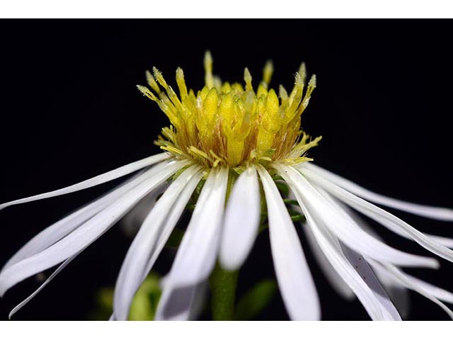 Symphyotrichum novi-belgii var. novi-belgii (New york aster) #74576