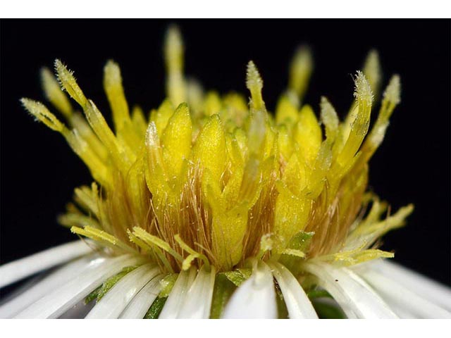 Symphyotrichum novi-belgii var. novi-belgii (New york aster) #74577