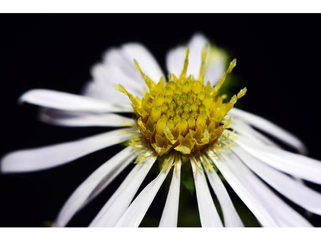 Symphyotrichum novi-belgii var. novi-belgii (New york aster) #74578