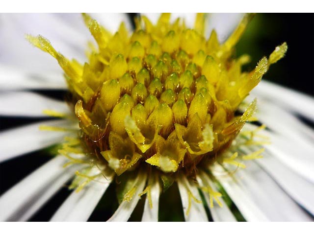 Symphyotrichum novi-belgii var. novi-belgii (New york aster) #74579