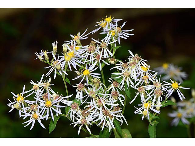 Symphyotrichum novi-belgii var. novi-belgii (New york aster) #74588