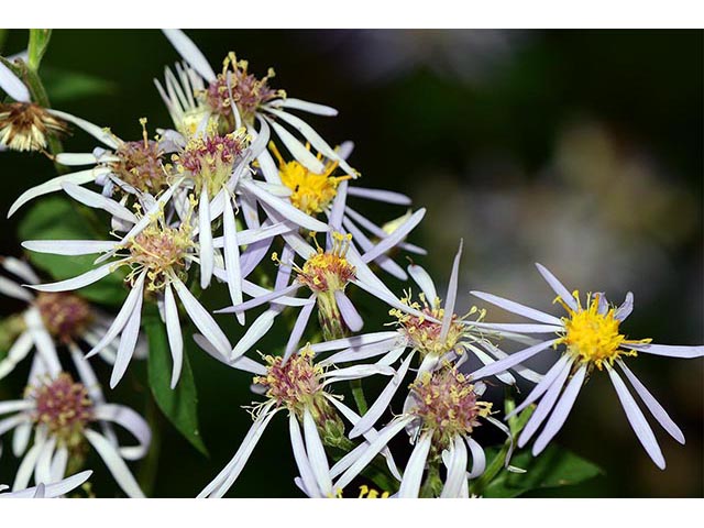 Symphyotrichum novi-belgii var. novi-belgii (New york aster) #74590