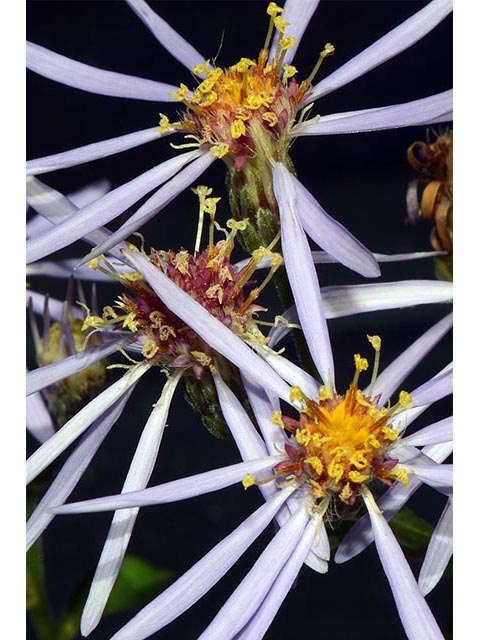 Symphyotrichum novi-belgii var. novi-belgii (New york aster) #74593