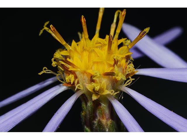 Symphyotrichum novi-belgii var. novi-belgii (New york aster) #74594