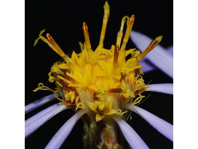 Symphyotrichum novi-belgii var. novi-belgii (New york aster) #74595