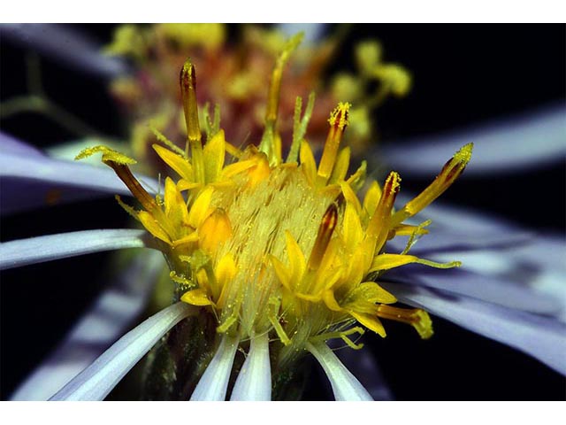 Symphyotrichum novi-belgii var. novi-belgii (New york aster) #74598