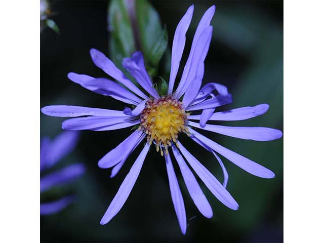 Symphyotrichum novi-belgii (New york aster) #74603