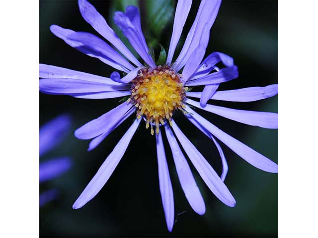 Symphyotrichum novi-belgii (New york aster) #74609