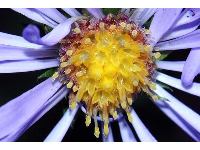 Symphyotrichum novi-belgii (New york aster) #74610