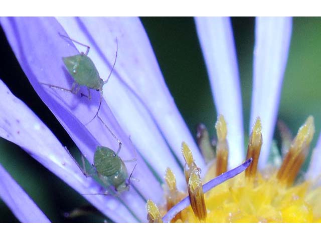 Symphyotrichum novi-belgii (New york aster) #74611