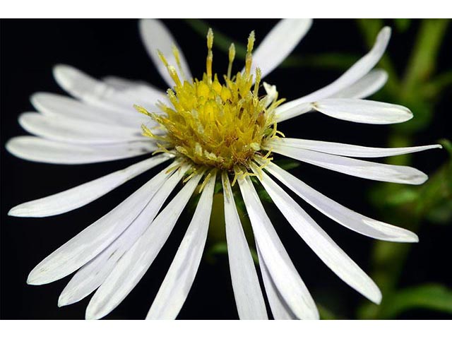 Symphyotrichum novi-belgii (New york aster) #74616