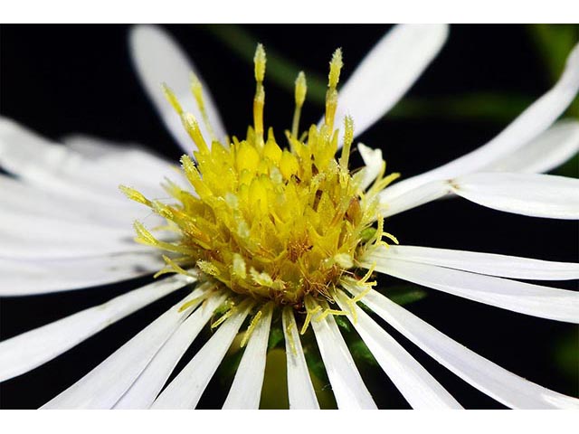 Symphyotrichum novi-belgii (New york aster) #74617