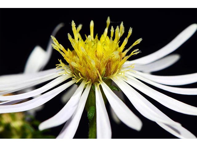 Symphyotrichum novi-belgii (New york aster) #74619