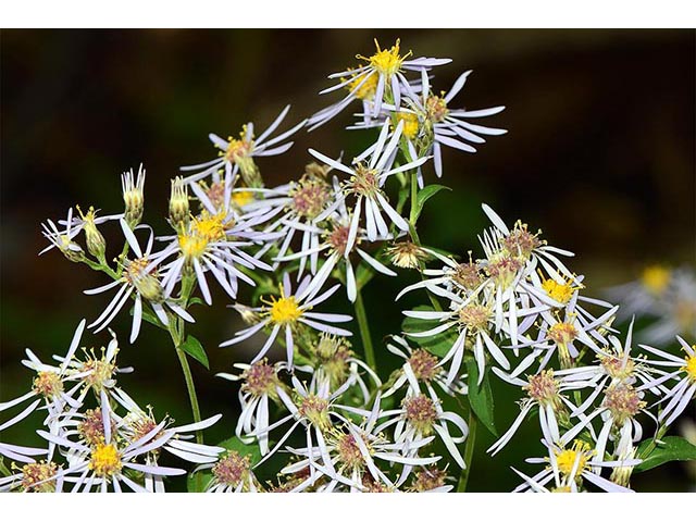 Symphyotrichum novi-belgii (New york aster) #74633