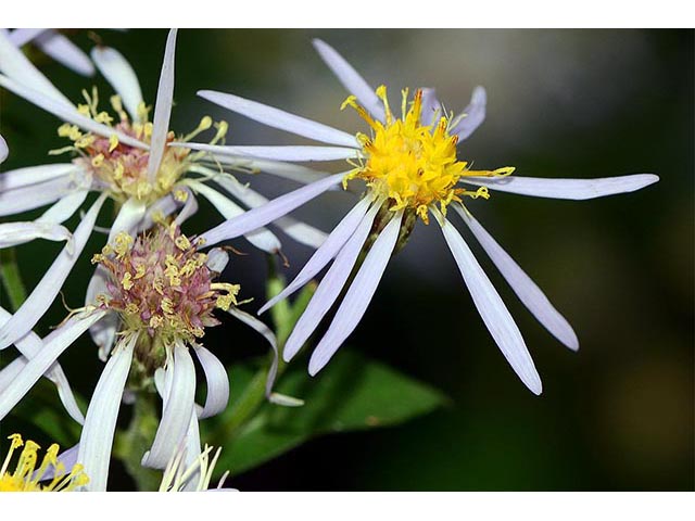 Symphyotrichum novi-belgii (New york aster) #74635