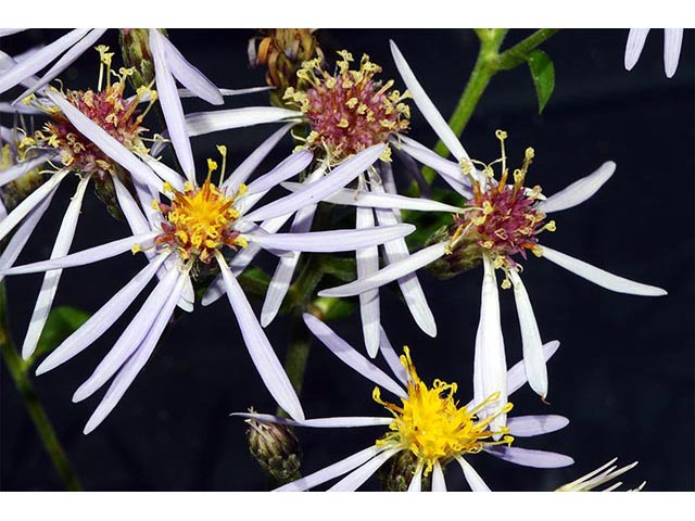 Symphyotrichum novi-belgii (New york aster) #74636