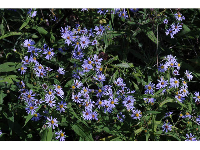 Symphyotrichum prenanthoides (Crookedstem aster) #74643