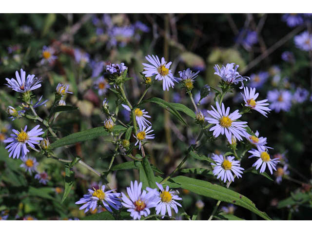 Symphyotrichum prenanthoides (Crookedstem aster) #74646