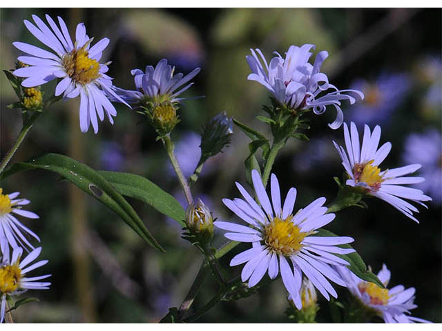 Symphyotrichum prenanthoides (Crookedstem aster) #74648