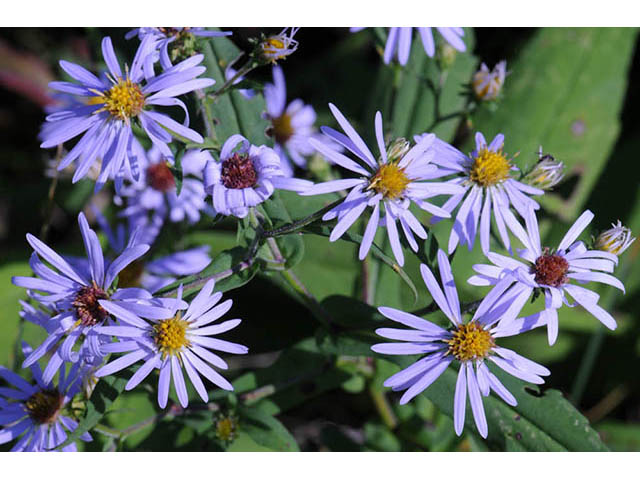 Symphyotrichum prenanthoides (Crookedstem aster) #74649