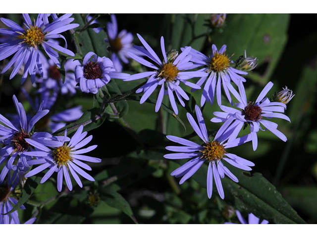 Symphyotrichum prenanthoides (Crookedstem aster) #74650