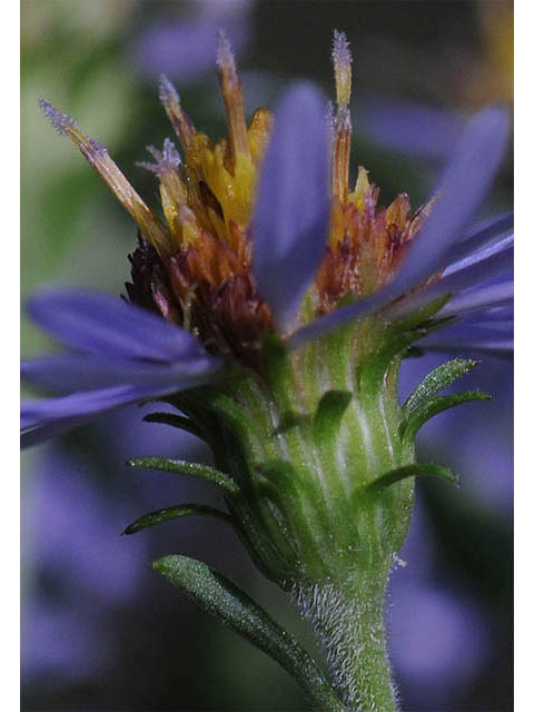 Symphyotrichum prenanthoides (Crookedstem aster) #74655