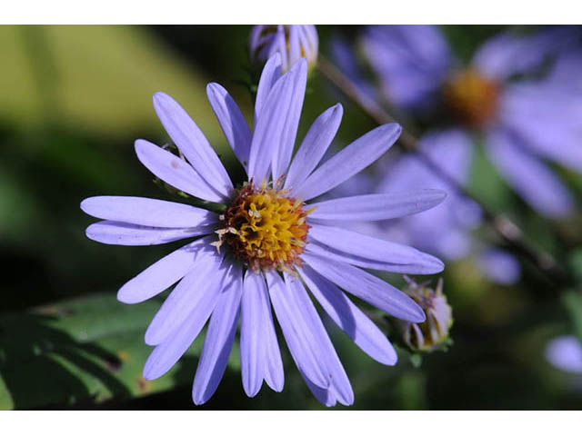 Symphyotrichum prenanthoides (Crookedstem aster) #74657