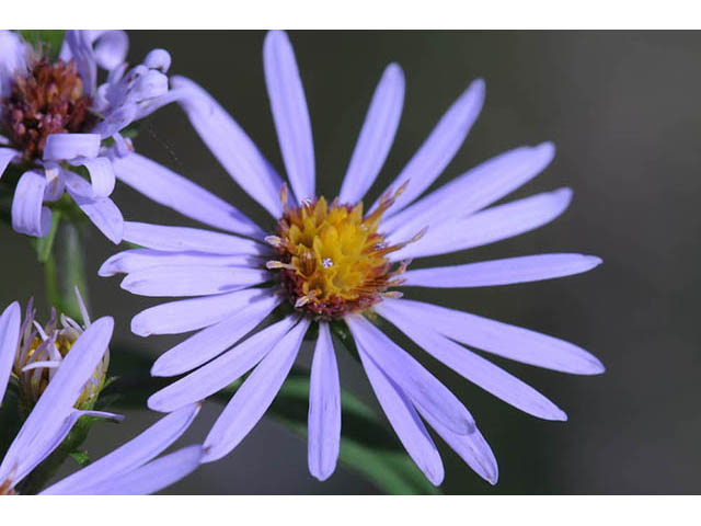 Symphyotrichum prenanthoides (Crookedstem aster) #74659