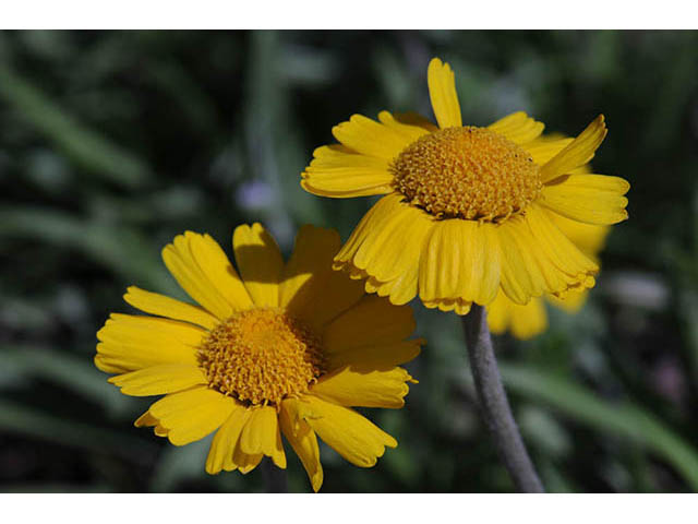 Tetraneuris herbacea (Eastern fournerved daisy) #74752