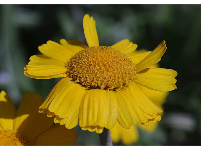 Tetraneuris herbacea (Eastern fournerved daisy) #74753