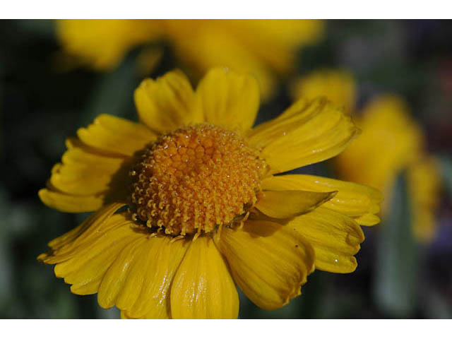 Tetraneuris herbacea (Eastern fournerved daisy) #74754