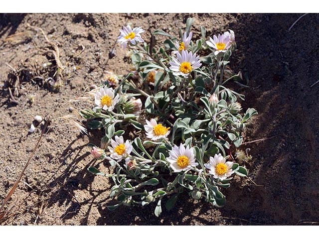 Townsendia florifer (Showy townsend daisy) #74759