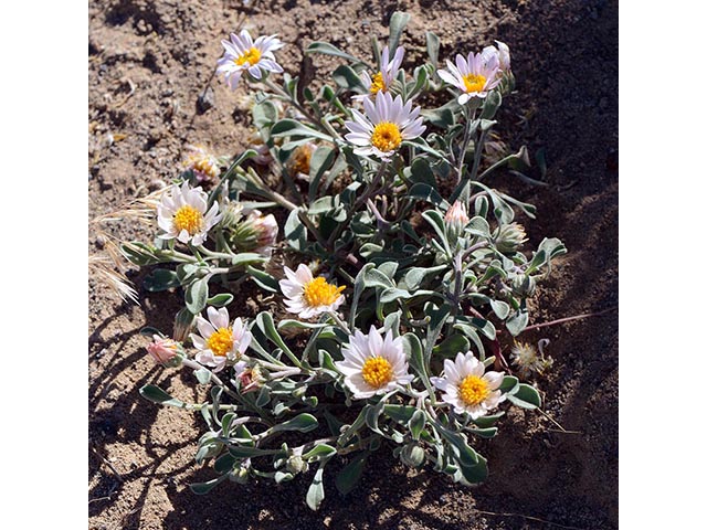 Townsendia florifer (Showy townsend daisy) #74760