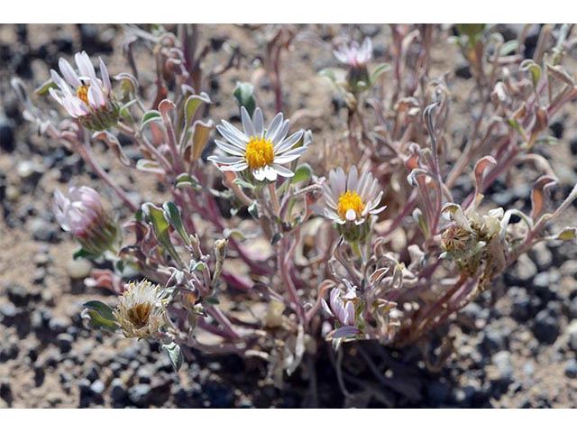 Townsendia florifer (Showy townsend daisy) #74761