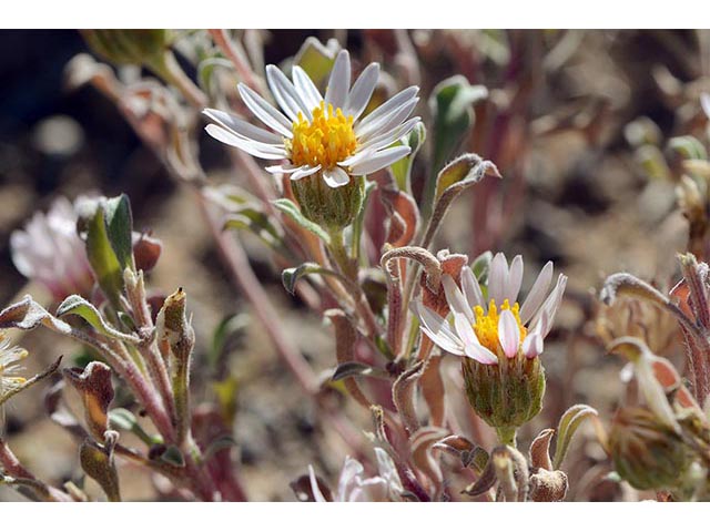 Townsendia florifer (Showy townsend daisy) #74762