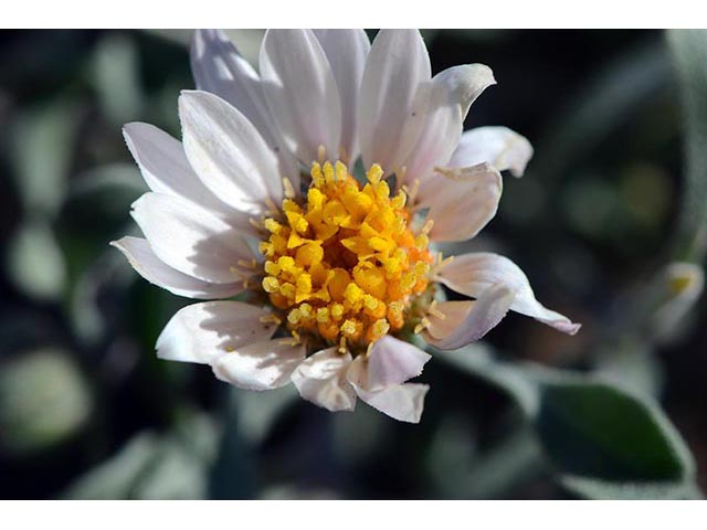 Townsendia florifer (Showy townsend daisy) #74765