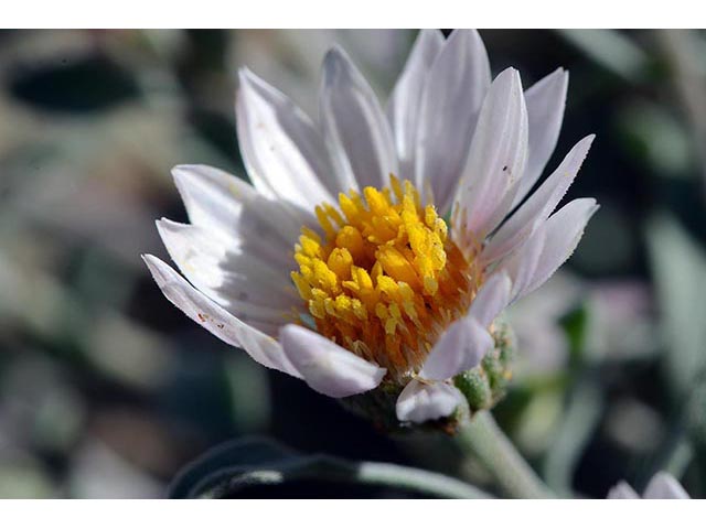 Townsendia florifer (Showy townsend daisy) #74766