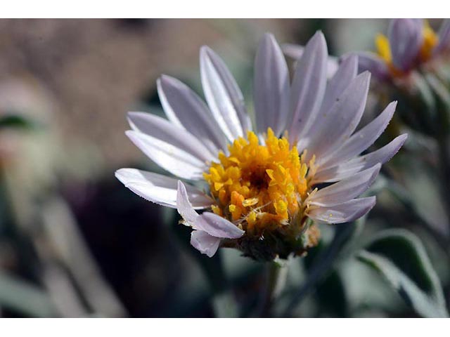 Townsendia florifer (Showy townsend daisy) #74768