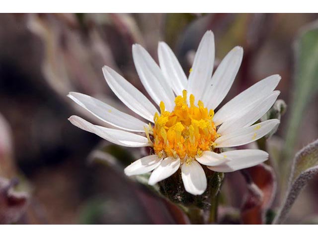 Townsendia florifer (Showy townsend daisy) #74770