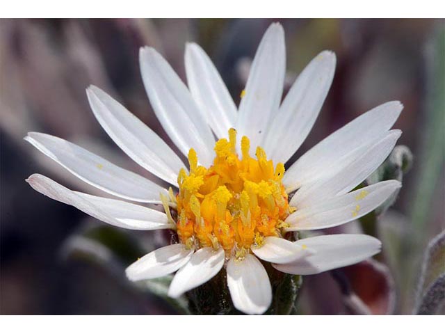 Townsendia florifer (Showy townsend daisy) #74771