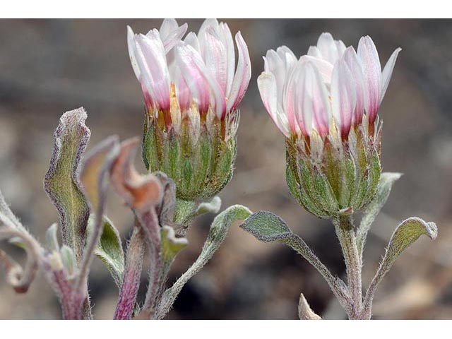 Townsendia florifer (Showy townsend daisy) #74774