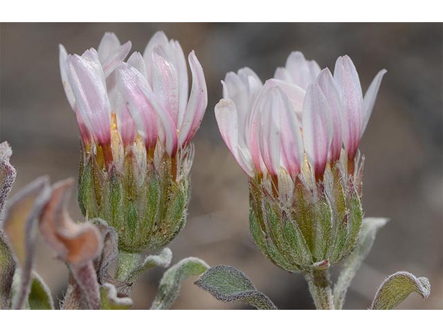 Townsendia florifer (Showy townsend daisy) #74775