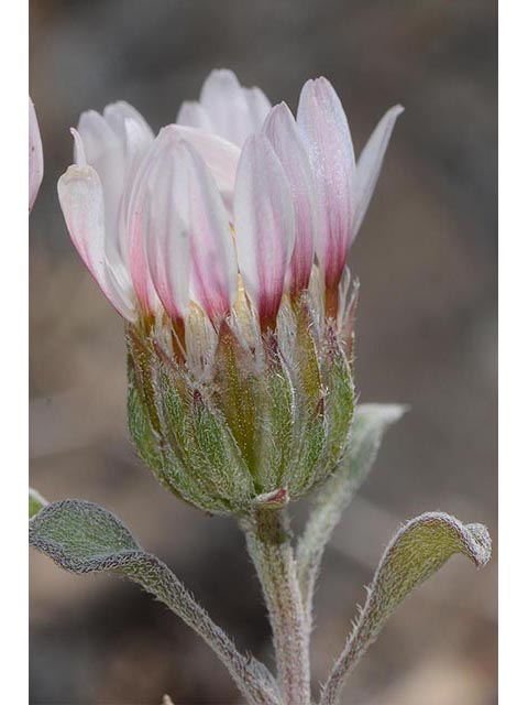 Townsendia florifer (Showy townsend daisy) #74776