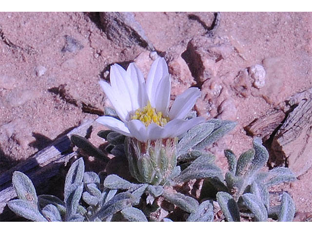 Townsendia jonesii var. jonesii (Jones' townsend daisy) #74783