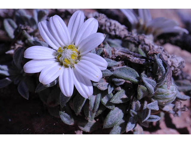 Townsendia jonesii var. jonesii (Jones' townsend daisy) #74785