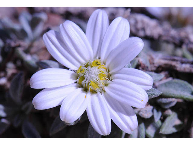 Townsendia jonesii var. jonesii (Jones' townsend daisy) #74786