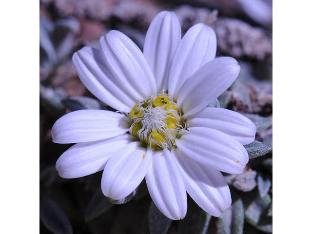 Townsendia jonesii var. jonesii (Jones' townsend daisy) #74787